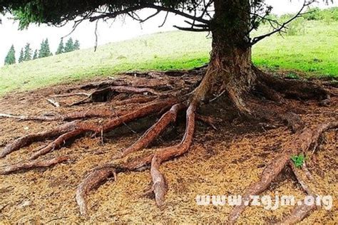 夢見樹根 磲磲